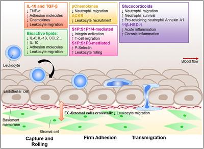 Triggering the Resolution of Immune Mediated Inflammatory Diseases: Can Targeting Leukocyte Migration Be the Answer?